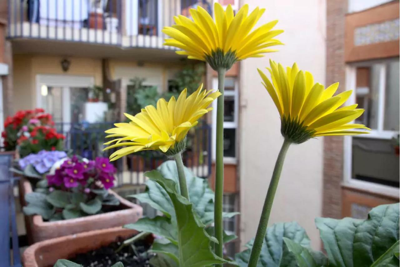 Apartamento Azahara กอร์โดบา ภายนอก รูปภาพ